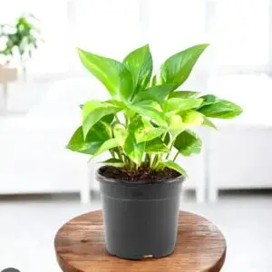 Money plant