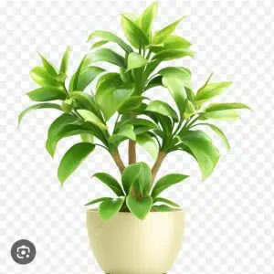 Dracaena fragrans plant
