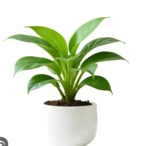 Peace Lily plant