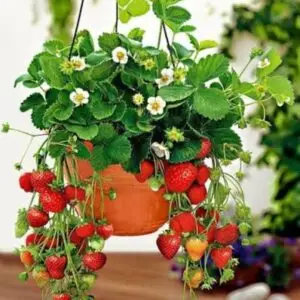 Strawberry plant