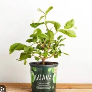 Guava plant