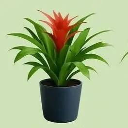 Bromelia plant