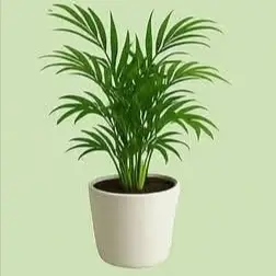 Spider plant