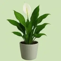 Lily of peace plant