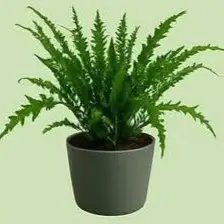 Kangaroo plant