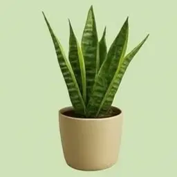 Lengua de suegra plant