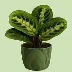 Prayer plant
