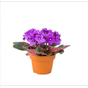 African violet plant