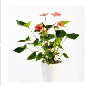 Anthurium plant