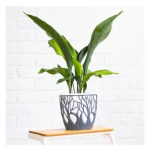 Aspidistra plant