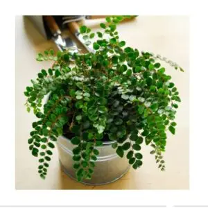 Button fern plant