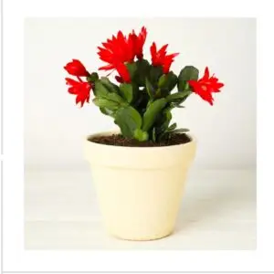 Christmas cactus plant