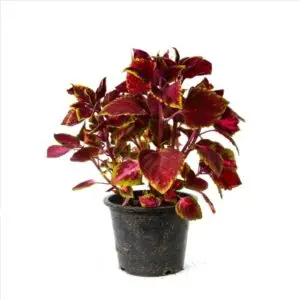 Coleus plant