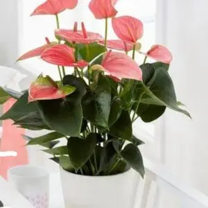 Indoor flowering plant